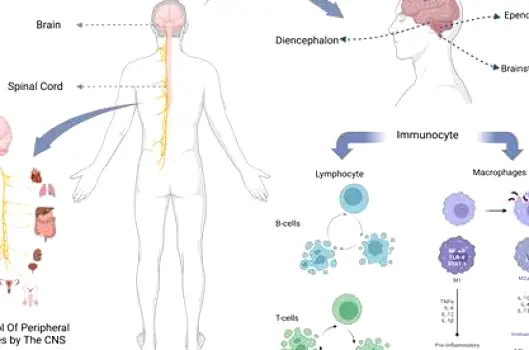 Simple anatomical illustration of a person with the brain and spinal cord highlighted inside the body, representing acetaminophen's central nervous system action