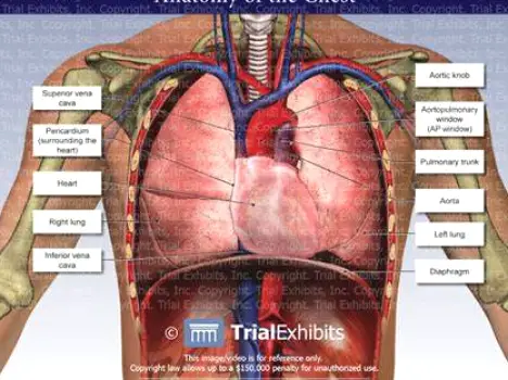 Illustration showing the heart, lungs, esophagus, ribs, and muscles inside the human torso