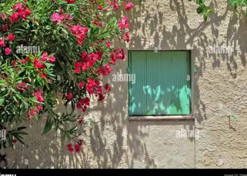 Closed window with a blooming plant visible outside
