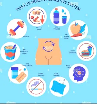 Digestive health illustration