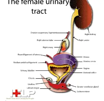 Cross-section view of the female pelvic region showing the uterus, ovaries, fallopian tubes, bladder, urethra, and lower bowel positioned within the pelvic cavity