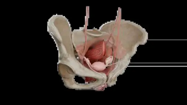 Simple anatomical outline of the female reproductive organs including the uterus and ovaries in the lower pelvic cavity.