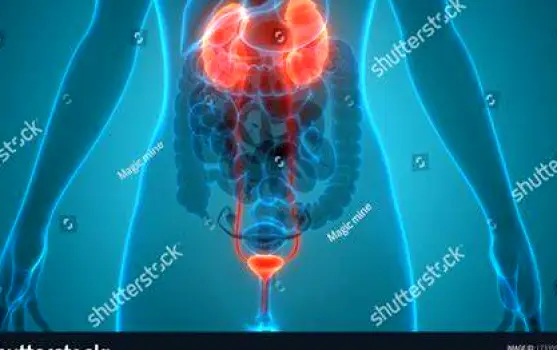 Simple anatomical outline of the female urinary system showing the kidneys, ureters, and bladder in the pelvic region.