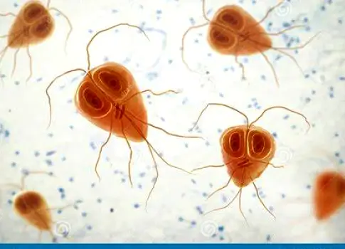 Microscopic view of Giardia parasites showing their characteristic pear shape and flagella