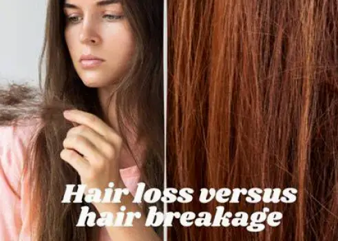 A short broken hair fragment next to a full-length shed hair with the root bulb visible at one end