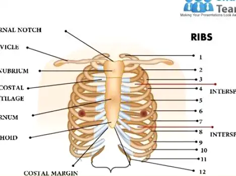 Anatomical illustration of the left chest wall showing ribs, costal cartilage connecting to the sternum, the eighth through tenth false ribs, and intercostal muscles