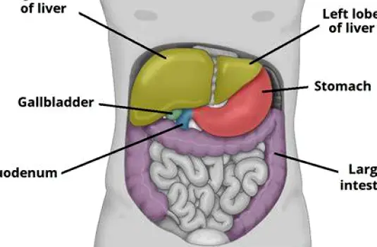 Anatomical torso showing the liver beneath the right lower ribs beside the gallbladder, right kidney, and nearby gastrointestinal tract