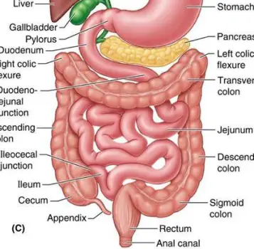 Simple anatomical outline of the lower digestive system showing the small and large intestines in the abdominal cavity.