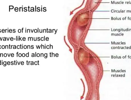 Close view of intestines with gas and fluid moving through the bowel during peristaltic contractions