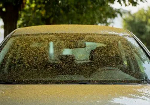 Thin yellow layer of pollen dust on a car windshield