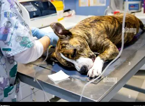 Dog appears drowsy after medication