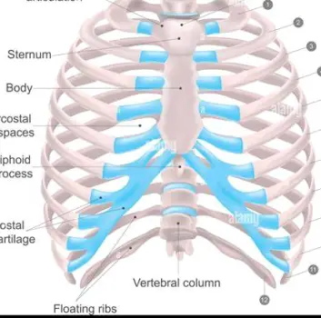 Close-up view of the sternum showing the cartilage where ribs attach to the breastbone