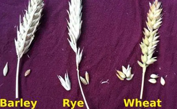 Wheat stalks, barley ears, and rye grains arranged together