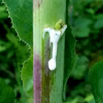 Milky latex exudate dripping from cut flower stem of wild lettuce Lactuca virosa